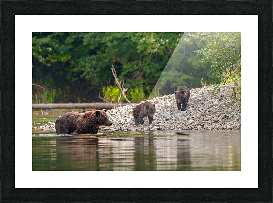 Grizzly Sow with Cubs Picture Frame print