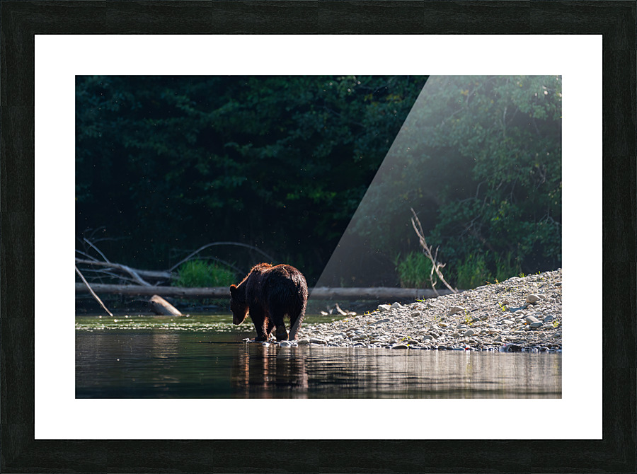 Grizzly Sow Picture Frame print