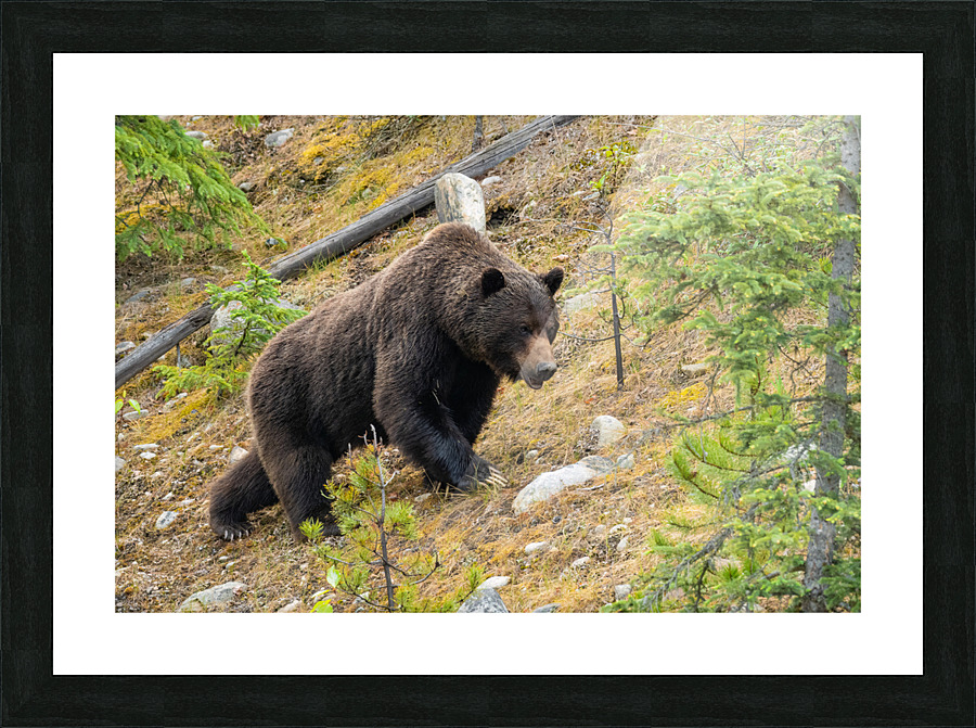 Grizzly Boar Picture Frame print