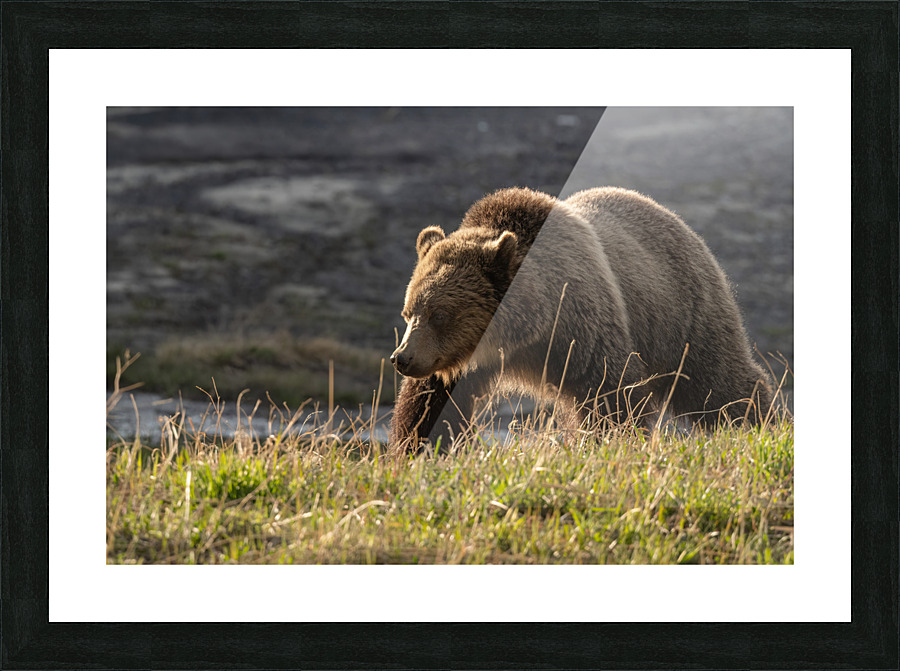 Grizzly Sow Picture Frame print