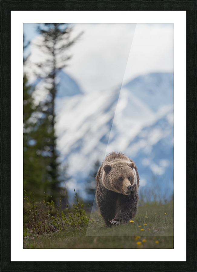 Grizzly Boar Picture Frame print