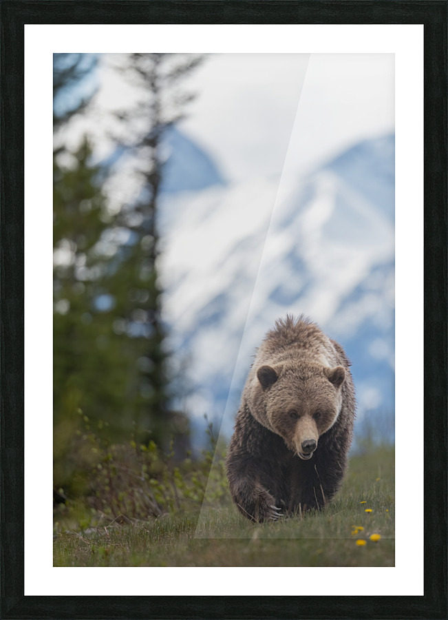 Grizzly Boar Picture Frame print