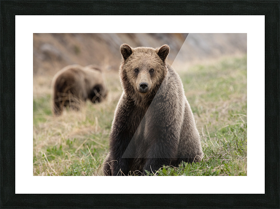Grizzly Siblings Picture Frame print