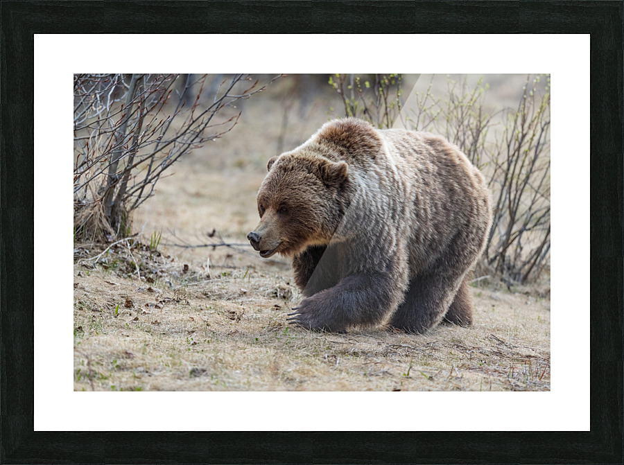 Grizzly Boar Picture Frame print