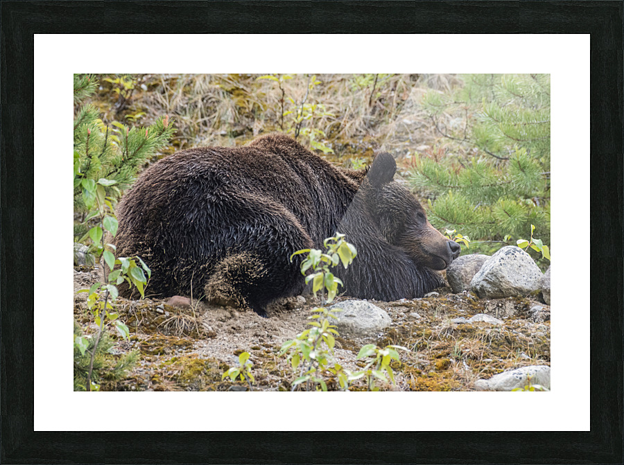 Grizzly Boar Picture Frame print