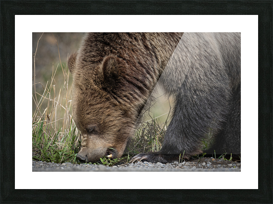 Grizzly Boar Picture Frame print