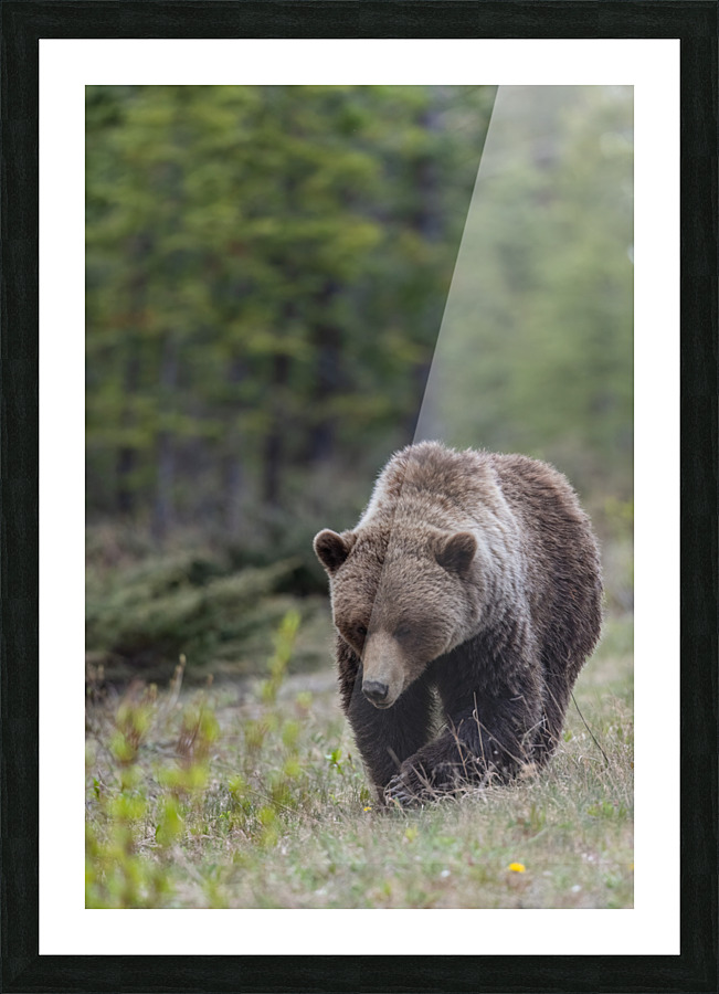 Grizzly Boar Picture Frame print