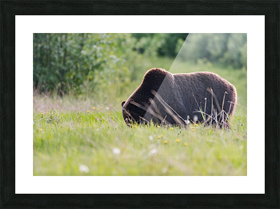 Grizzly Boar Picture Frame print