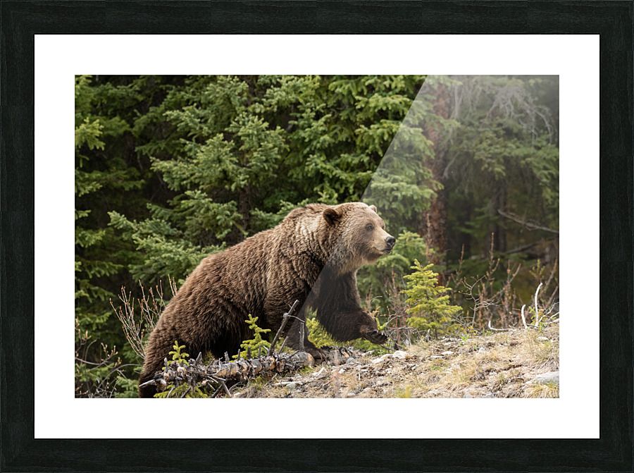 Grizzly Boar Picture Frame print
