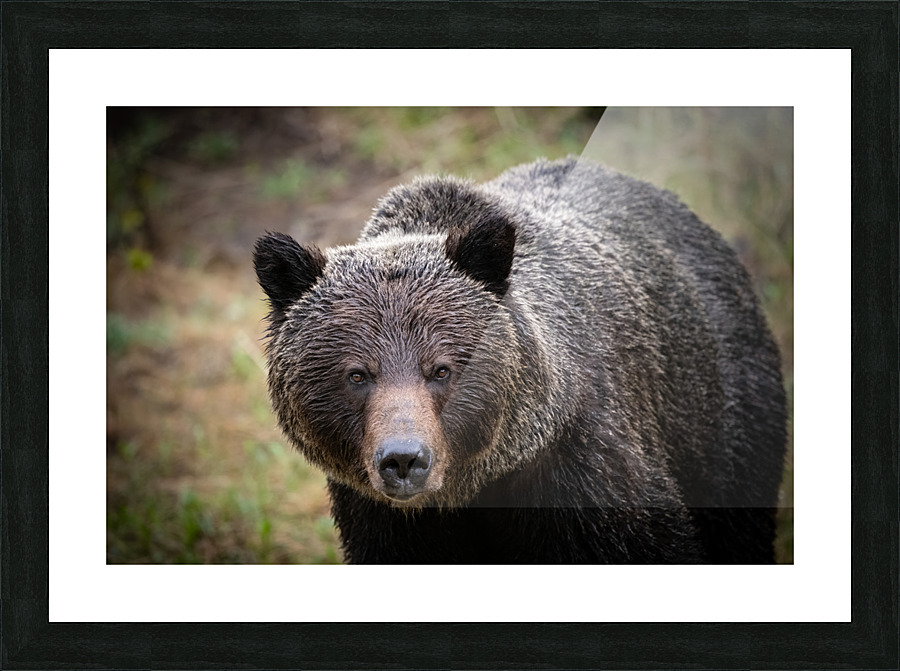 Grizzly Boar Picture Frame print