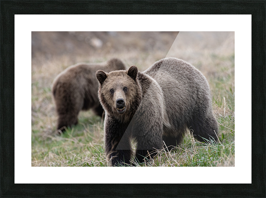 Grizzly Siblings Picture Frame print