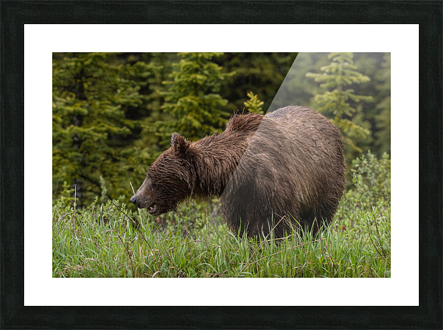 Grizzly Sow Picture Frame print