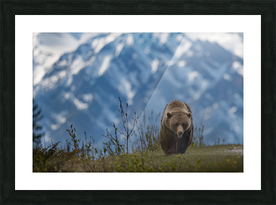 Grizzly Boar Picture Frame print