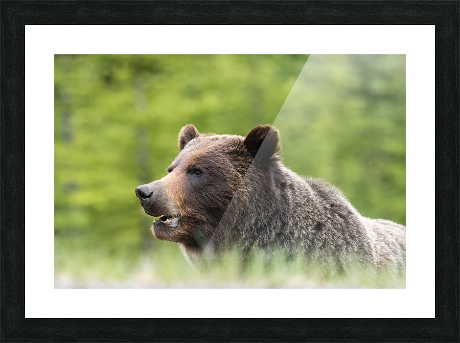 Grizzly Boar Picture Frame print