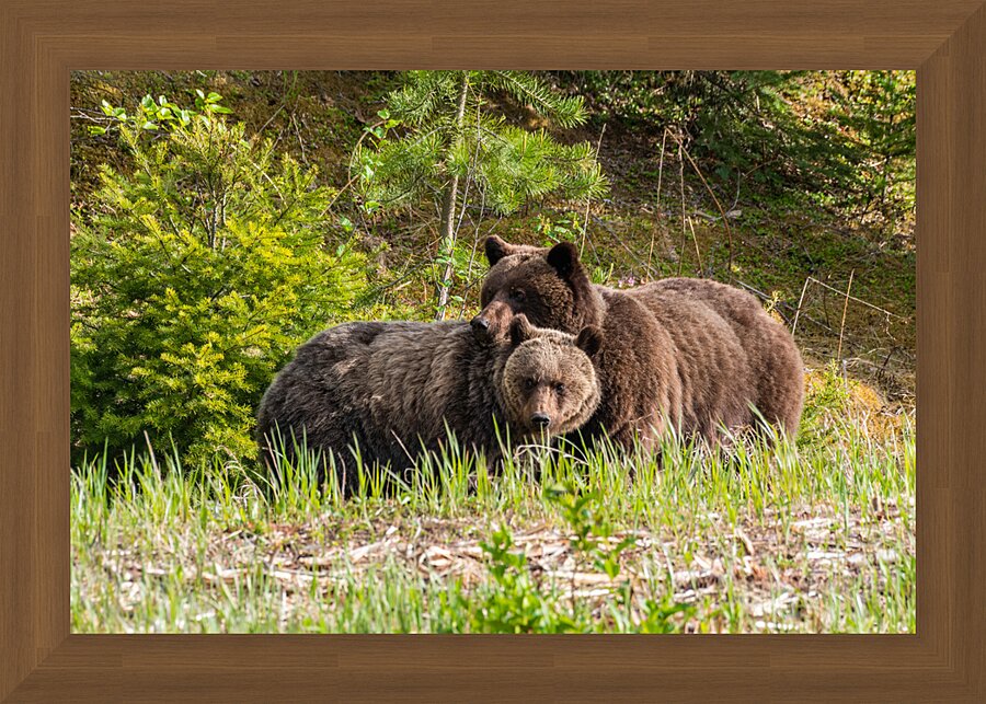 Grizzly Sow with Cub Picture Frame print
