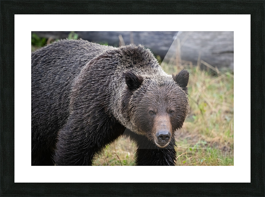Grizzly Boar Picture Frame print
