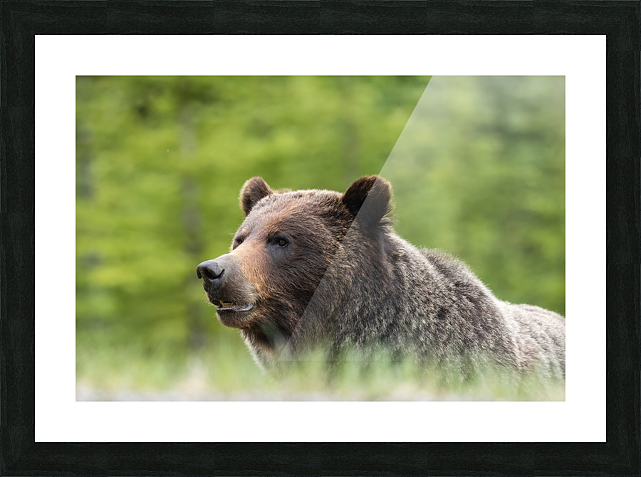 Grizzly Boar Picture Frame print