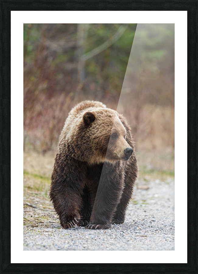 Grizzly Boar Picture Frame print