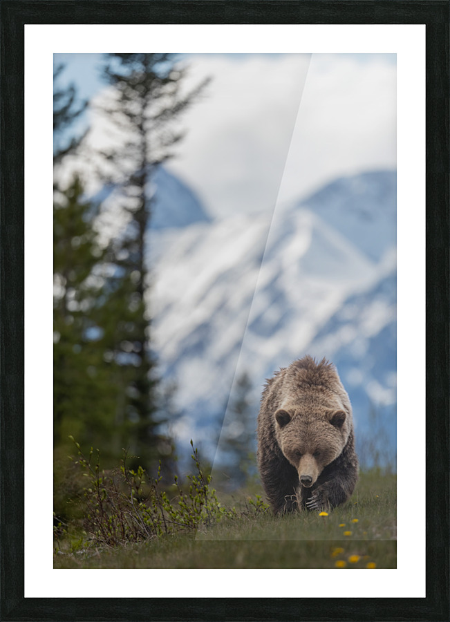 Grizzly Boar Picture Frame print