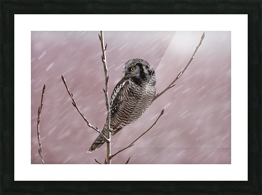 Northern Hawk Owl Picture Frame print