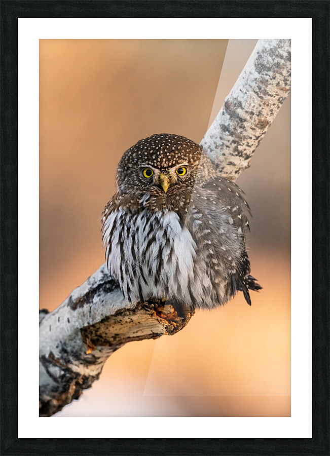 Northern Pygmy Owl Picture Frame print