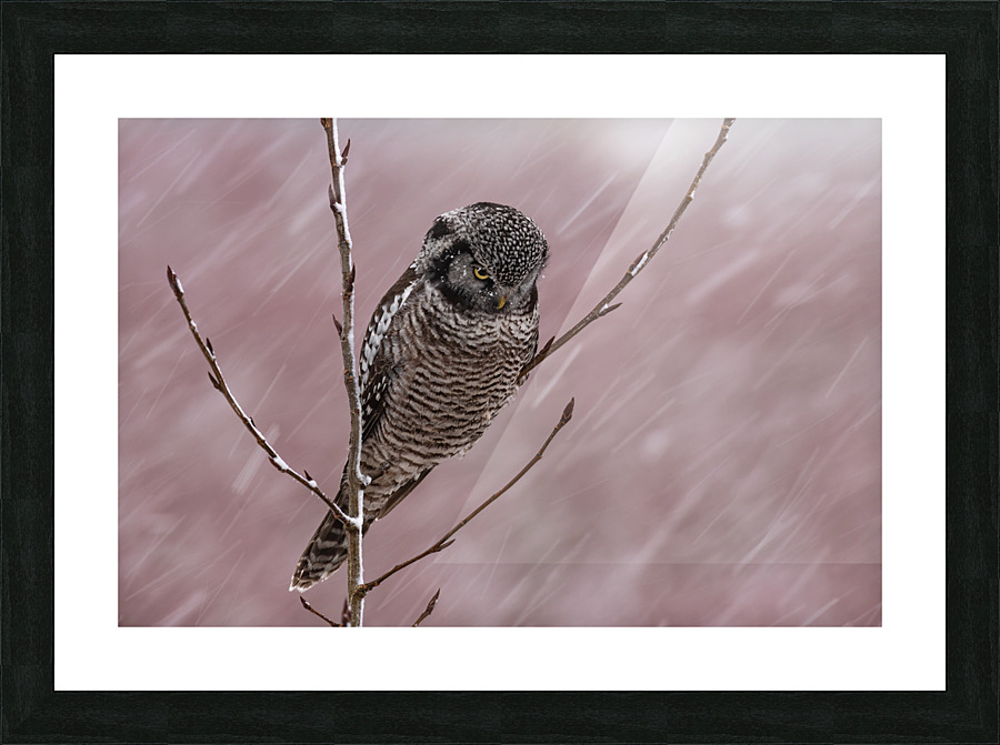 Northern Hawk Owl Picture Frame print