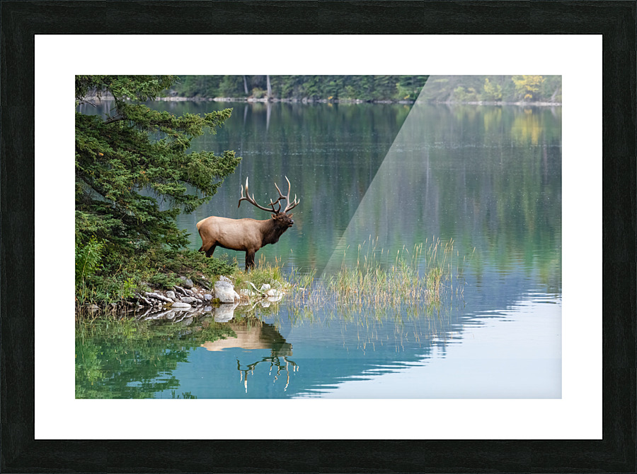 Bull Elk Picture Frame print