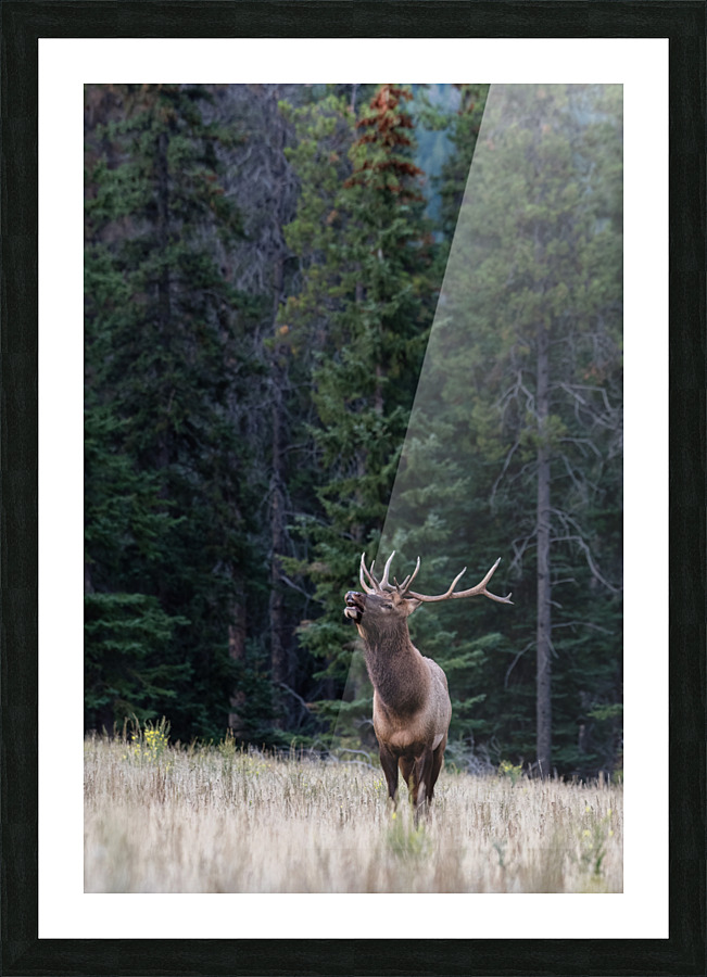 Bull Elk Picture Frame print