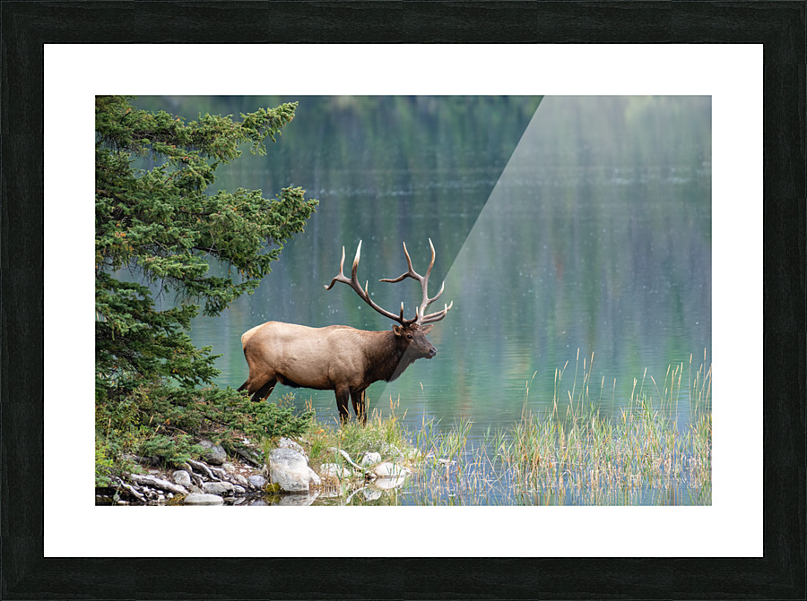 Bull Elk Picture Frame print