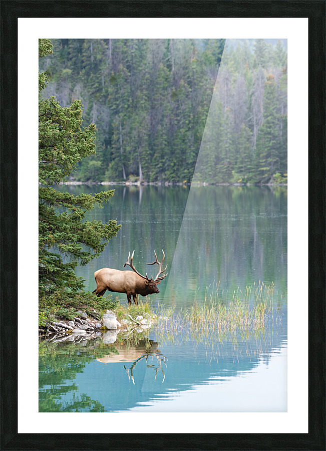 Bull Elk Picture Frame print