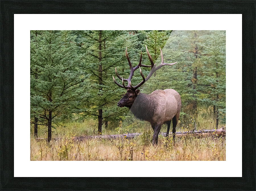 Bull Elk Picture Frame print