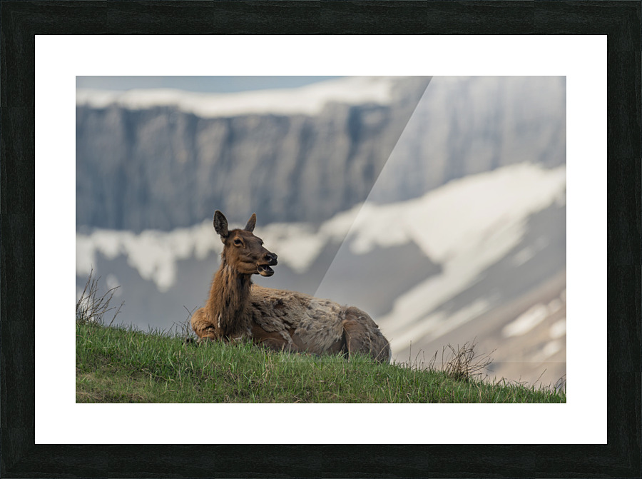 Cow Elk Picture Frame print