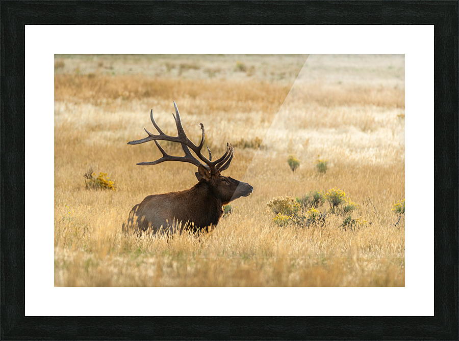 Bull Elk Picture Frame print