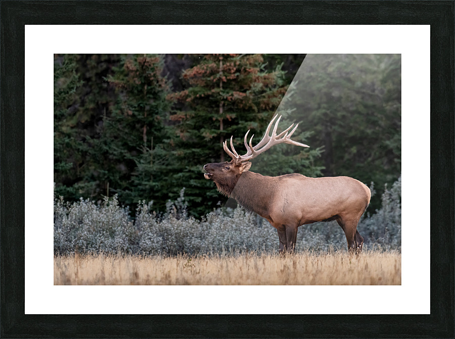 Bull Elk Picture Frame print