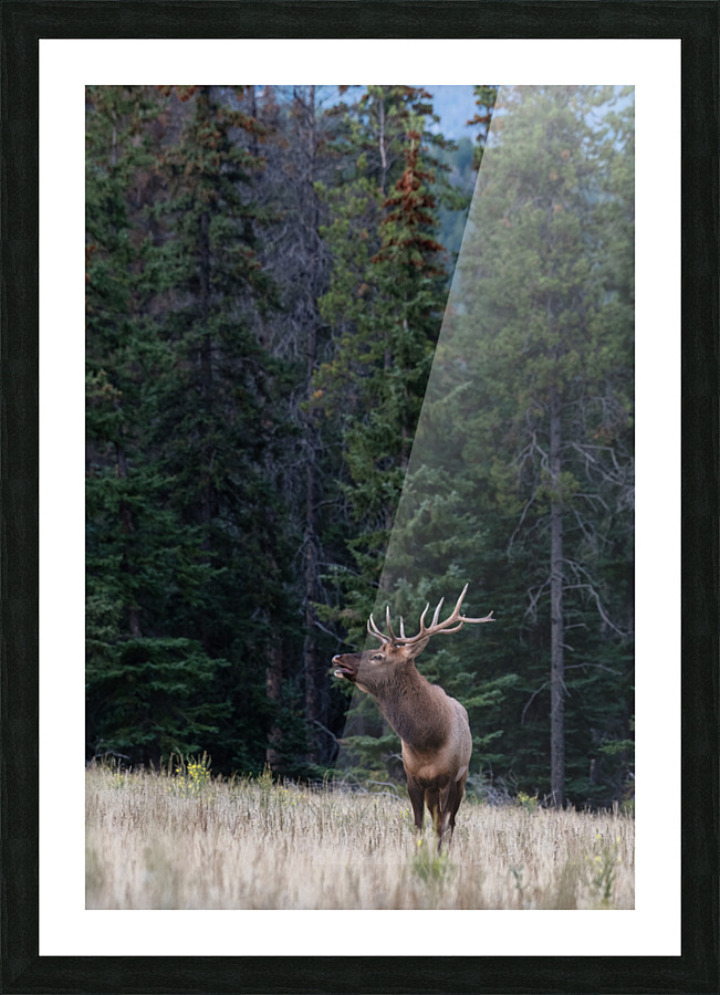 Bull Elk Picture Frame print