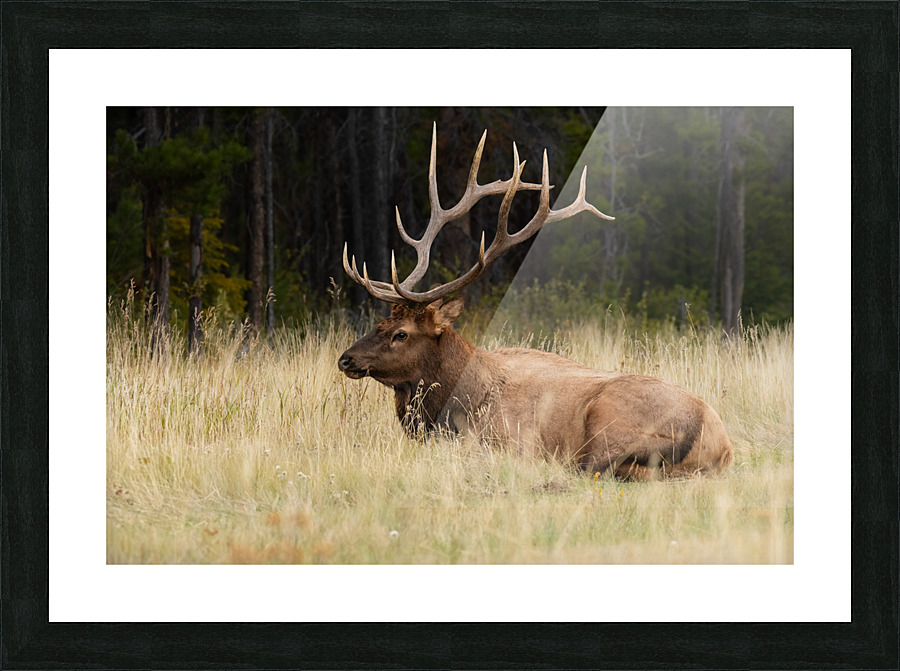 Bull Elk Picture Frame print