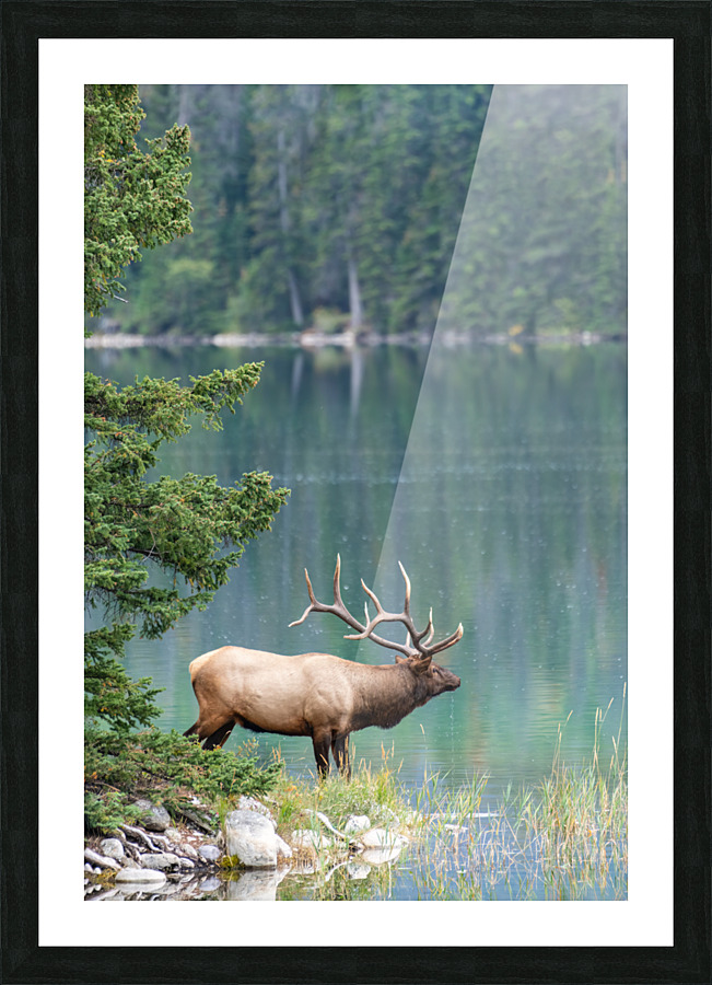 Bull Elk Picture Frame print