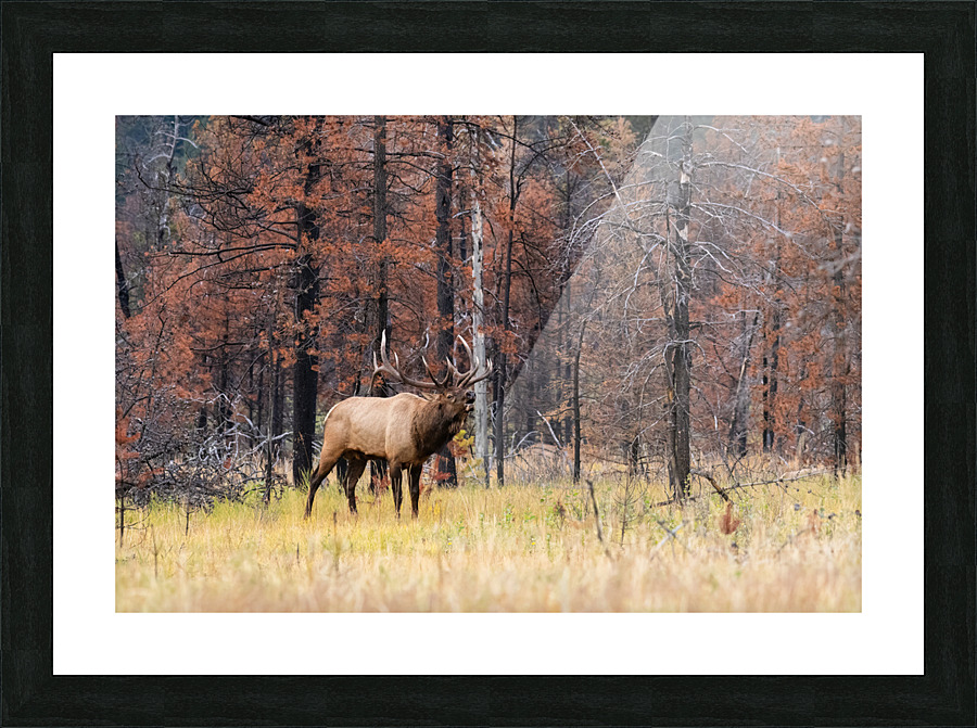 Bull Elk Picture Frame print