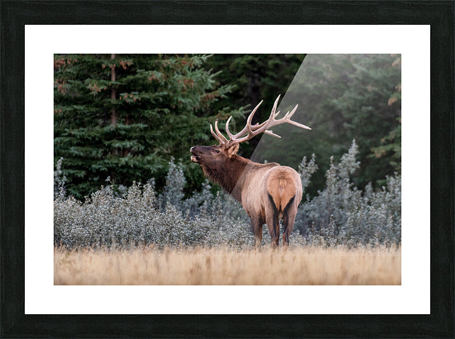 Bull Elk Picture Frame print