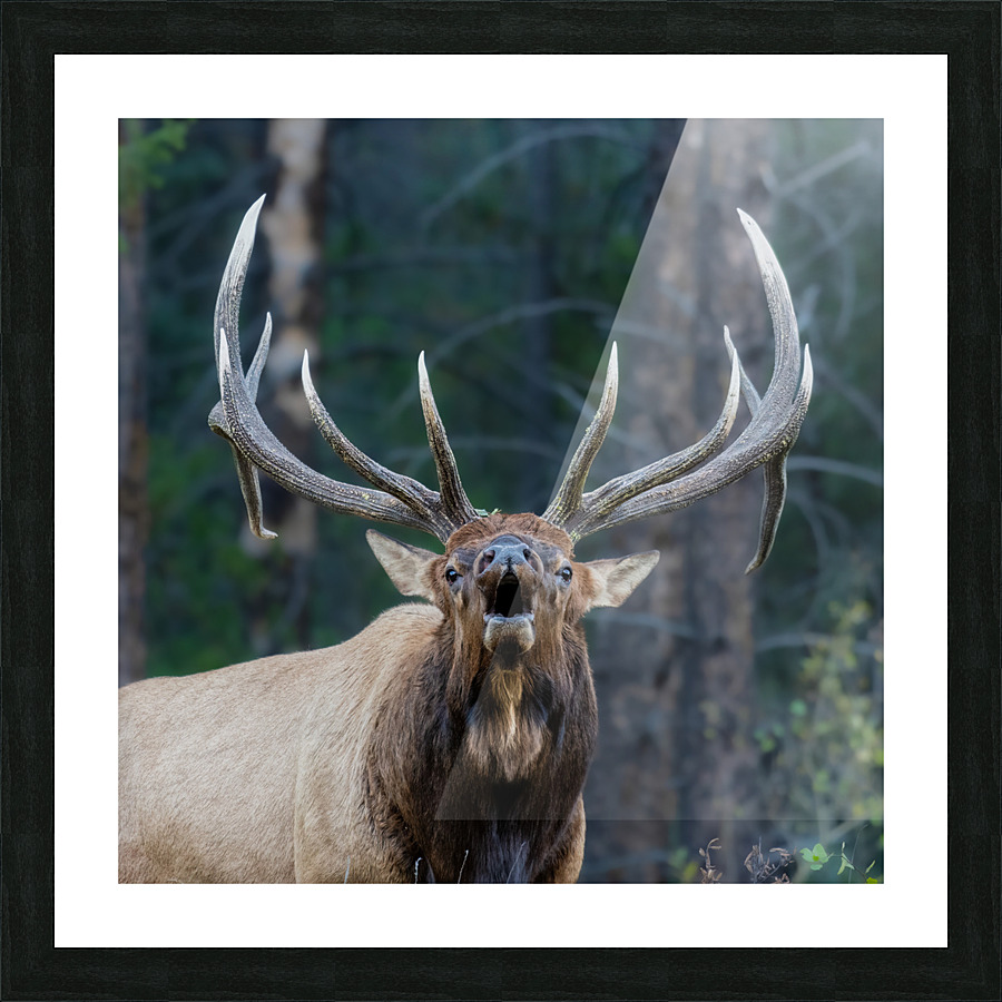 Bull Elk Impression et Cadre photo