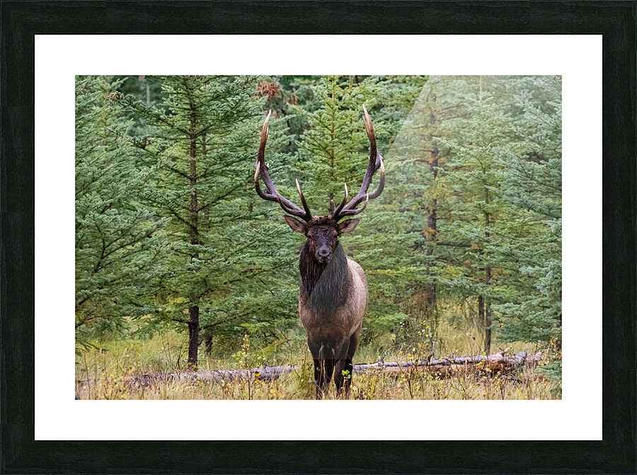 Bull Elk Picture Frame print