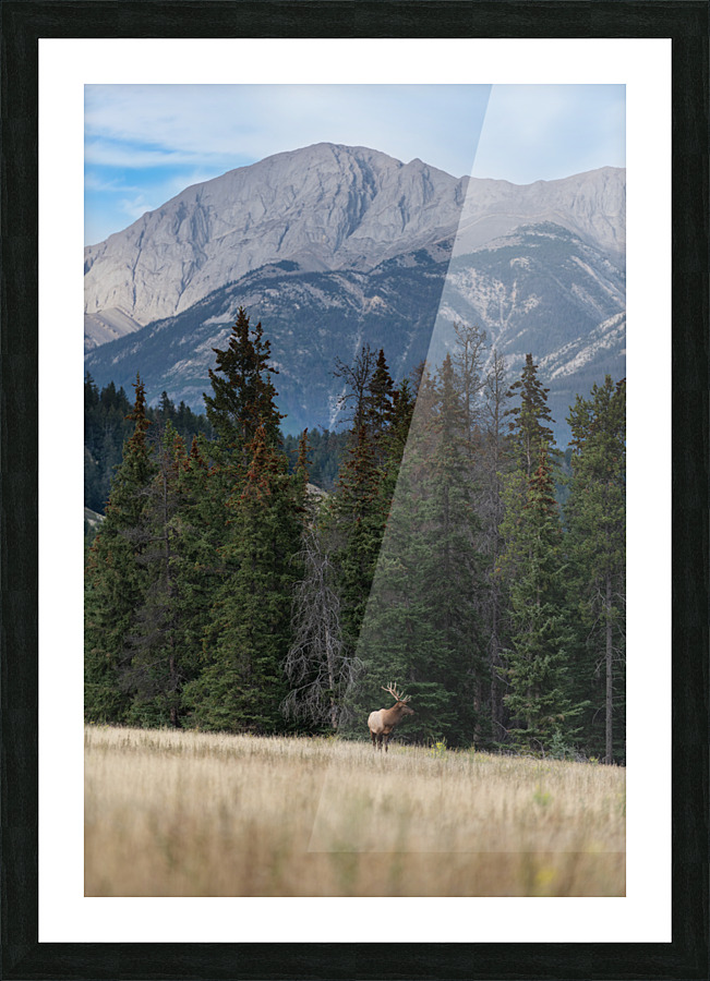 Bull Elk Picture Frame print