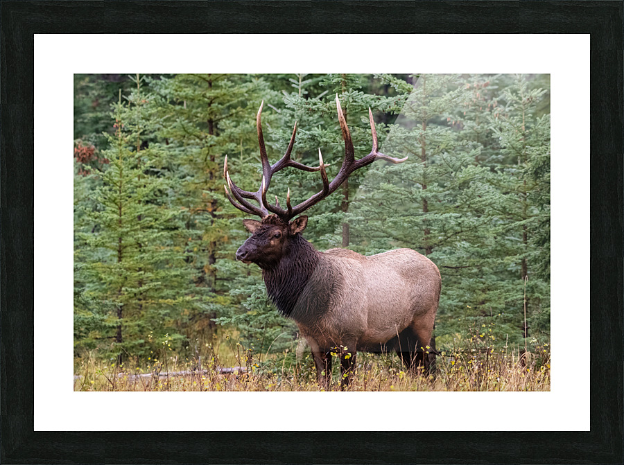 Bull Elk Picture Frame print