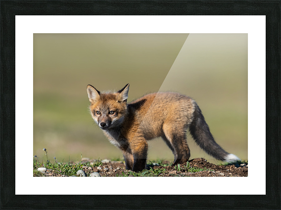 Red Fox Kit Picture Frame print