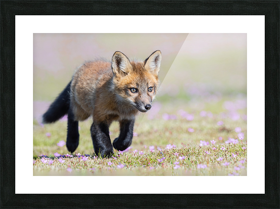 Red Fox Kit Picture Frame print