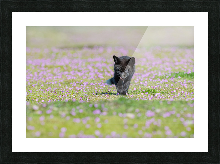 Red Fox Kit Picture Frame print