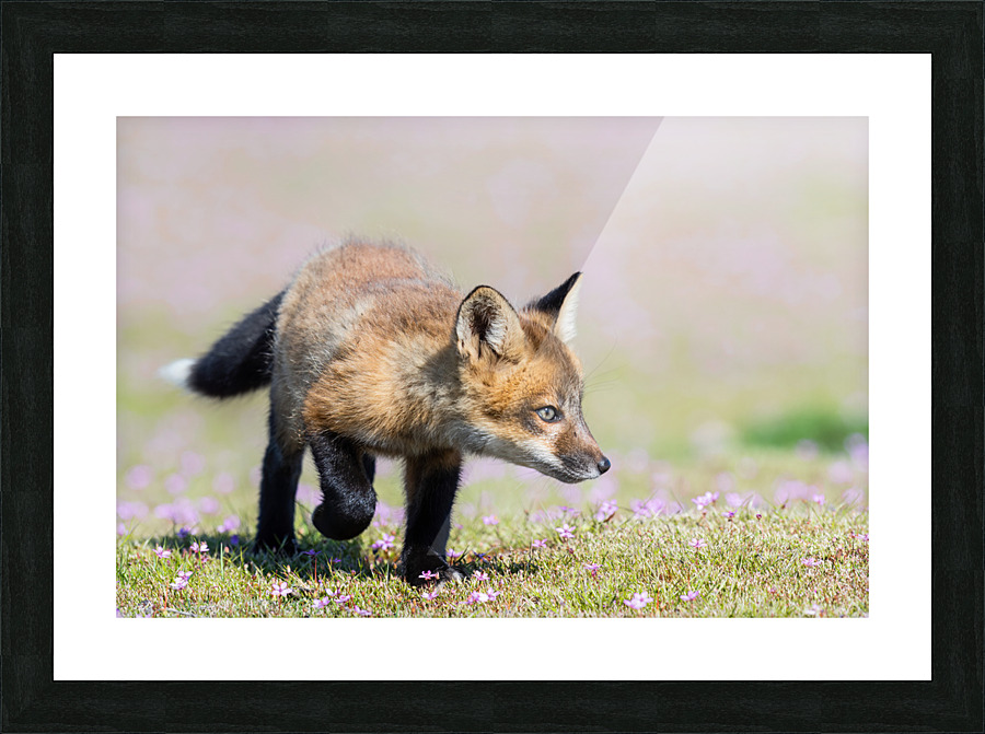 Red Fox Kit Picture Frame print