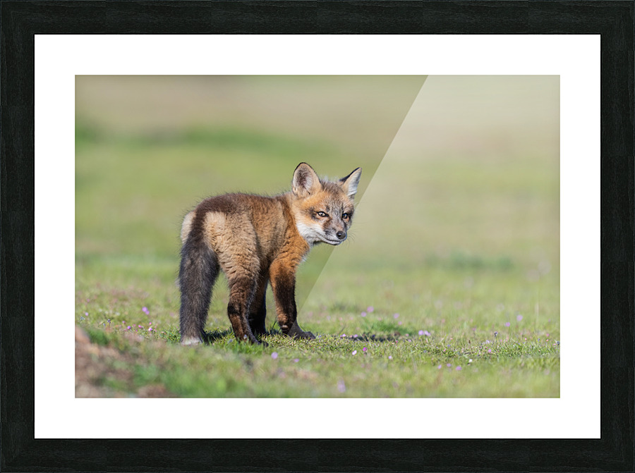 Red Fox Kit Picture Frame print