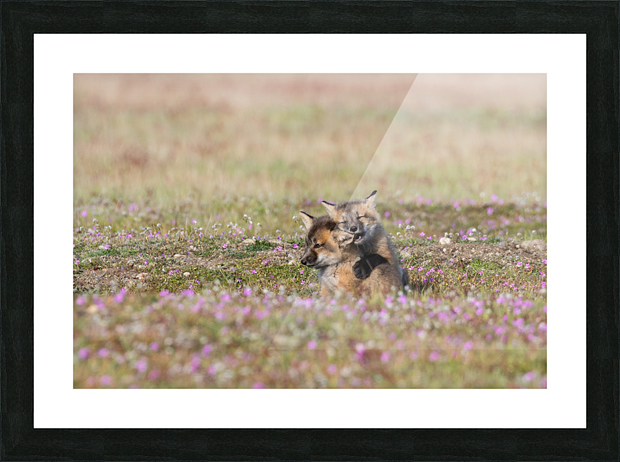 Red Fox Kits Picture Frame print