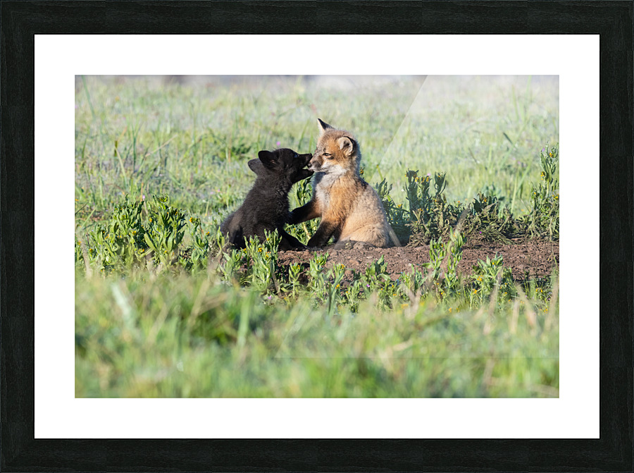 Red Fox Kits Picture Frame print